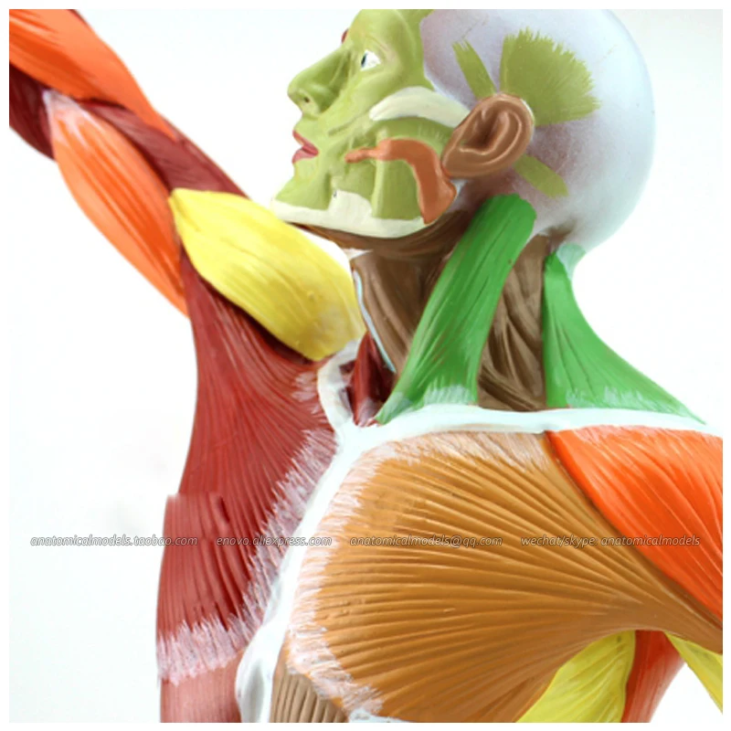 Модель человеческого тела 12308/маленький 55 см цветной модуль мышц Обучающие