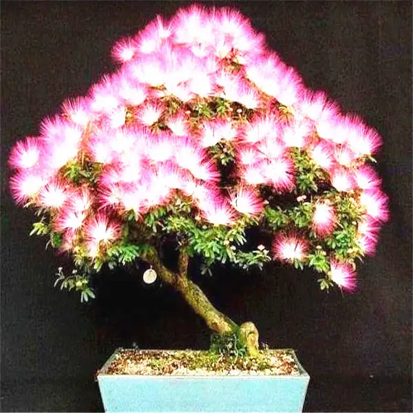 20 шт Albizia(акация) Julibrissin дерево(Мимоза/персидское шелковое дерево) мини цветок бонсай в горшках, diy домашний миниатюрный садовый завод - Цвет: 8