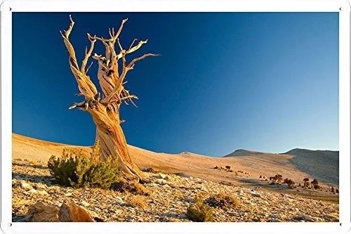 

Ретро оловянные картины дерево мертвая пустыня ветви текстура камни кусты песок жестяной знак