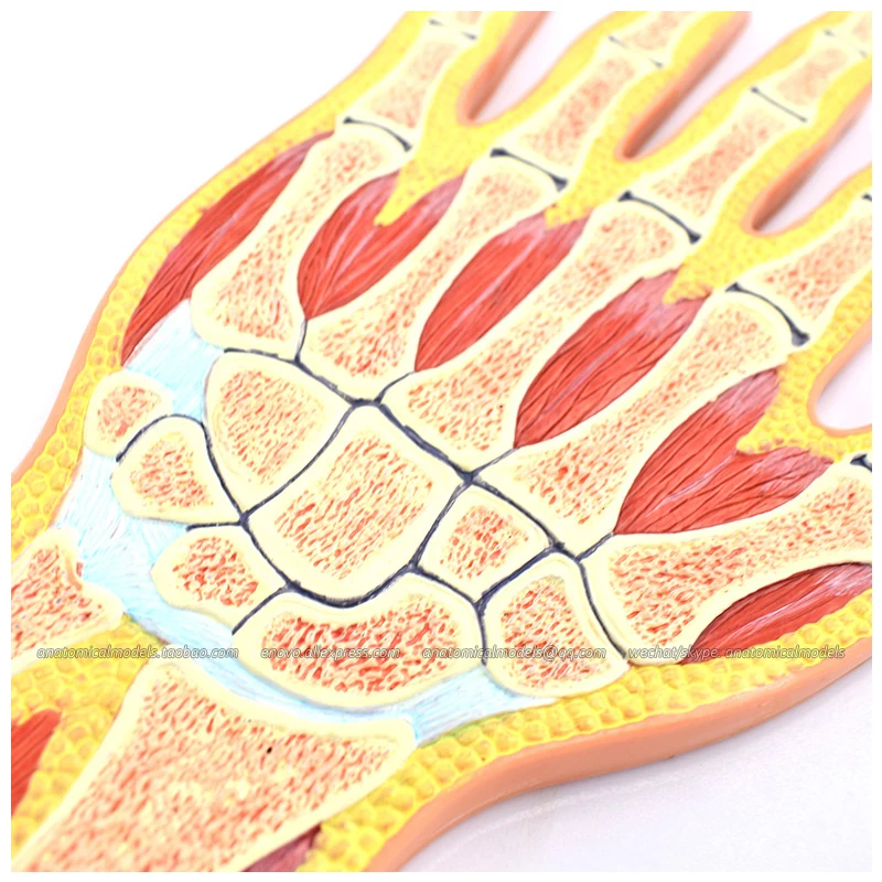 

CMAM/12713 Hand Joint Section, Medical Extremities Anatomical Human Model