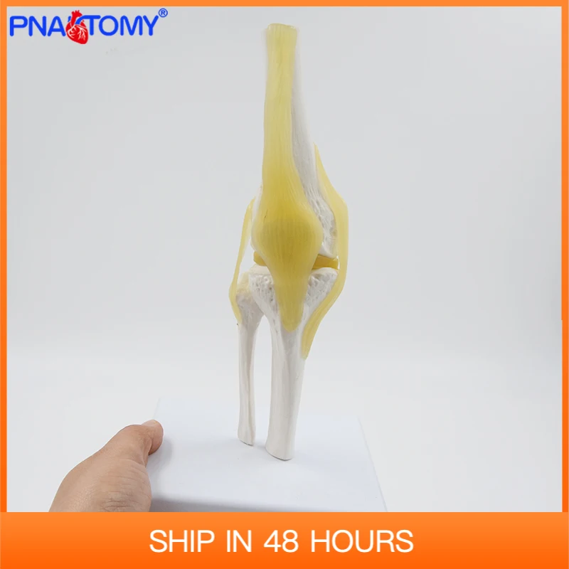 

Mini Human Knee Joint model with ligaments and base femur tibia fibula bone anatomy medical teaching gift