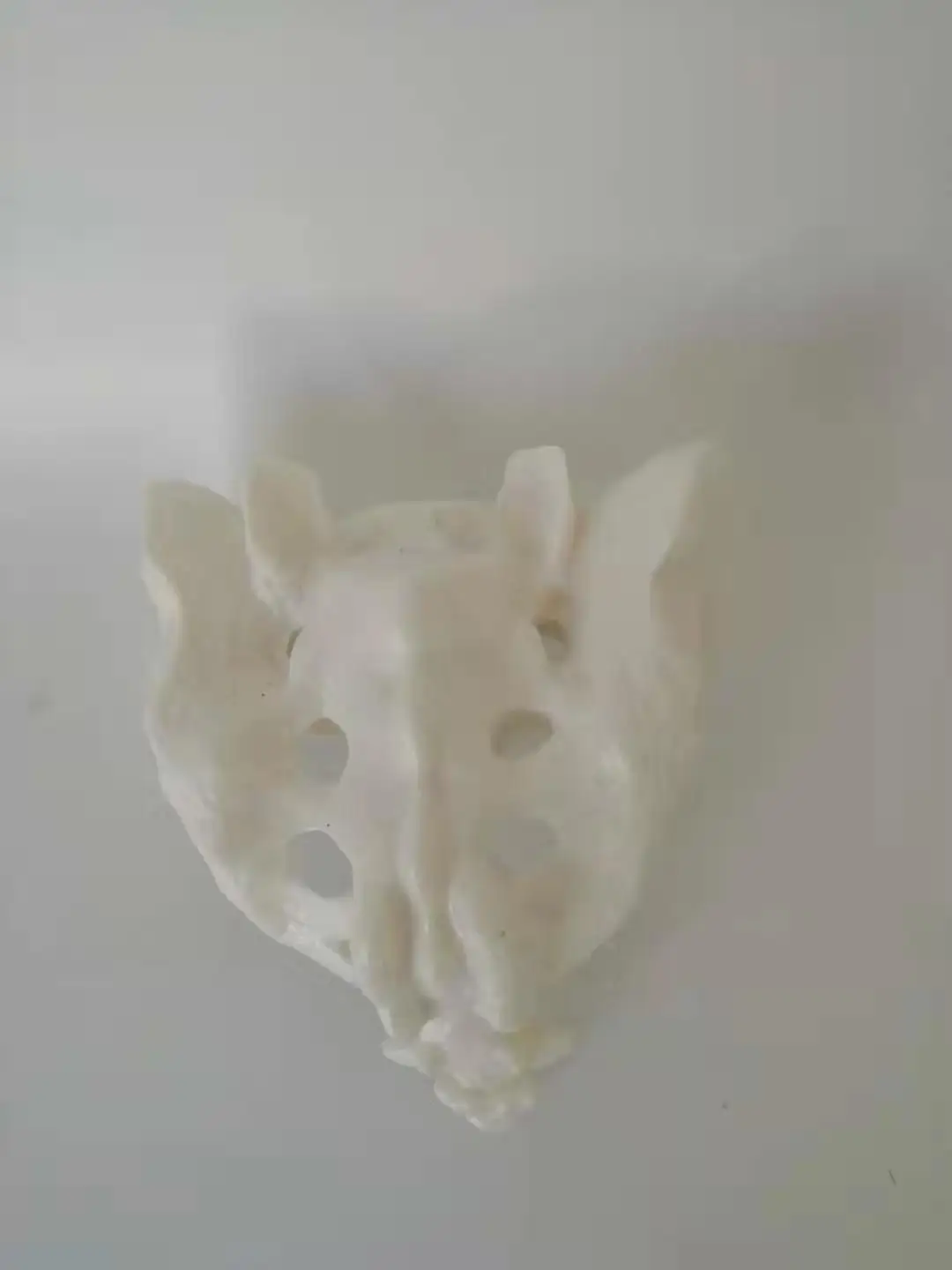 Sacrum натуральный большой sacrum здоровый модель человеческой кости | Канцтовары для