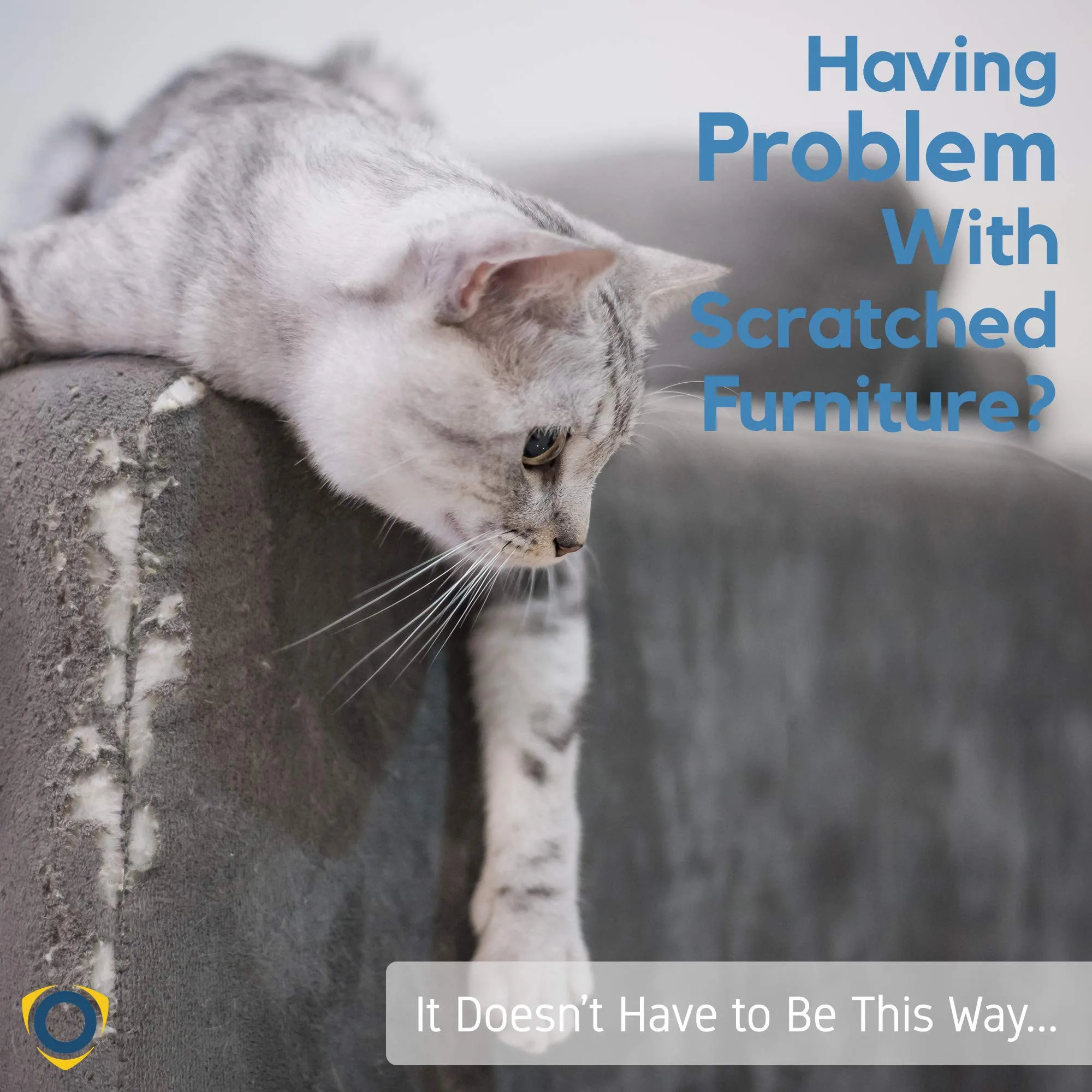 Защитная пленка для домашних животных 6 шт. | Дом и сад