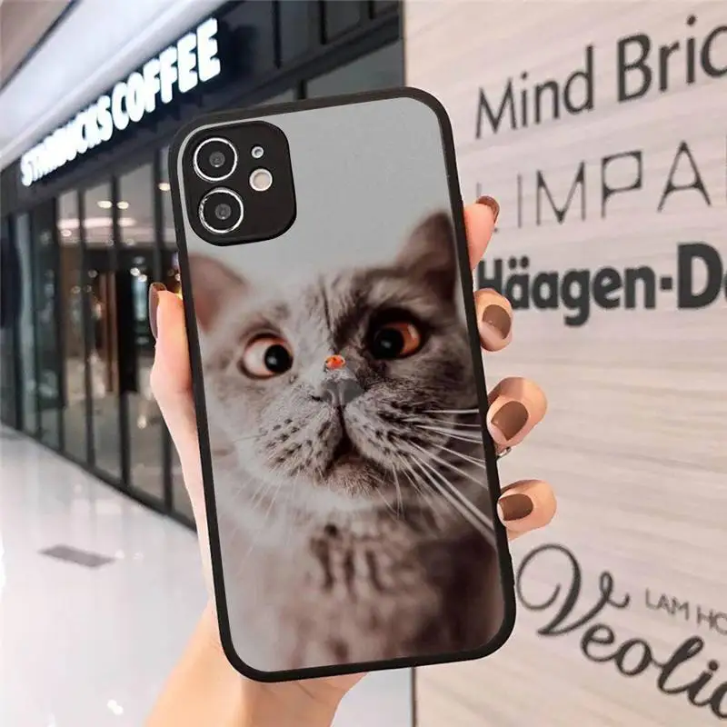 

Chartreux cat cute lovely Phone Case Matte Transparent for iPhone 7 8 11 12 s mini pro X XS XR MAX Plus cover funda