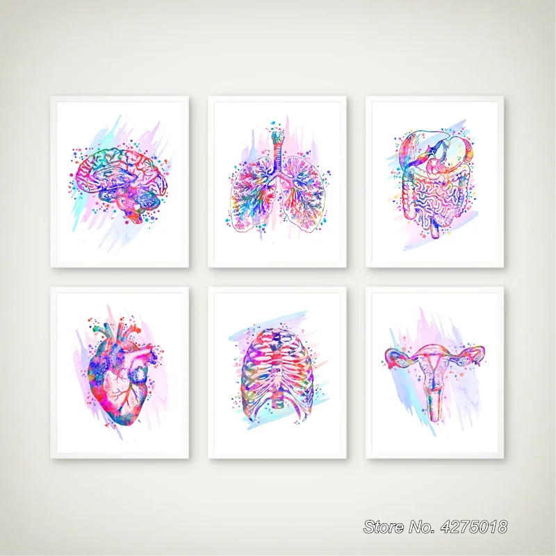 Анатомические органы сердце легкие печень таз клетка в рубчик Анатомия человека