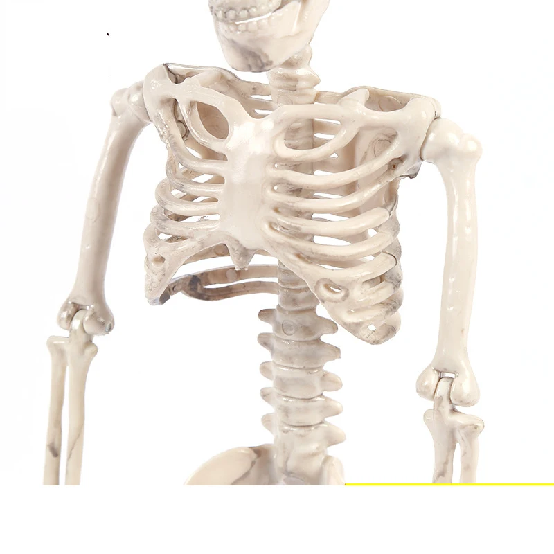 

40 cm human Anatomical Anatomy Skeleton Halloween Shop Home Decorations Props Whole Human Body bone Skeletal Model commission