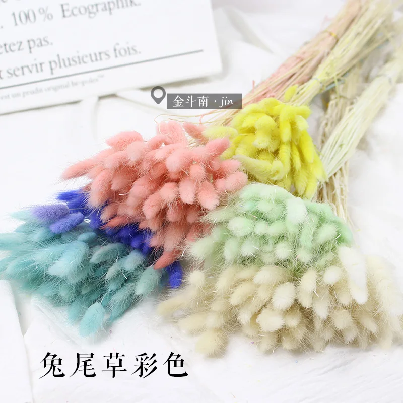 

Color Rabbit Tail Grass Pure Natural Dried Flowers Eternal Flowers HomeDesktopDecoration FurnishingsSmall Fresh and ElegantStyle