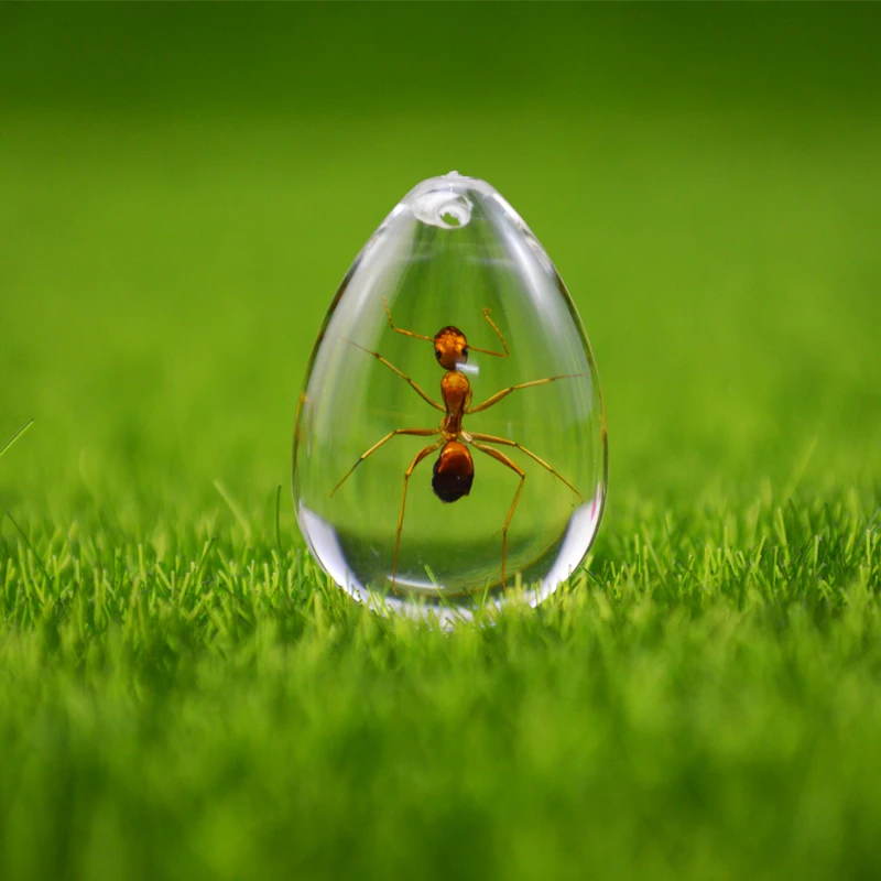 Pet Ant HD акриловый образец Муравьиное гнездо украшение фотографический
