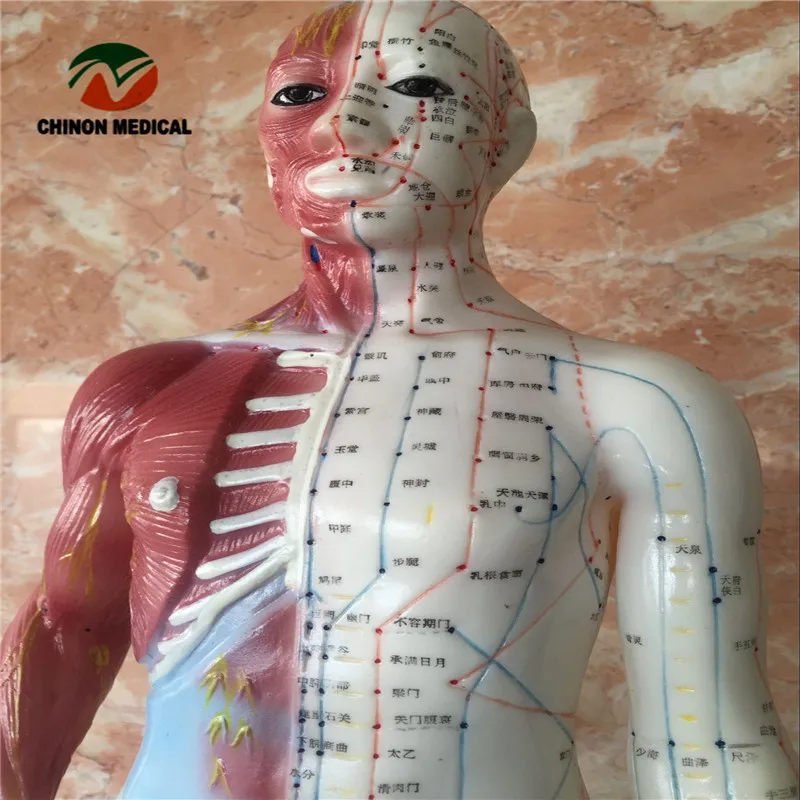 Шиньон 60 см человеческого тела Иглоукалывание манекен для лекарственных