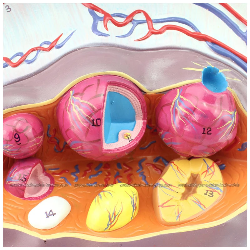 CMAM/12465 ячейки 2 части 5-кратный натуральный размер анатомическая модель для