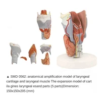 anatomical enlargement model of thyroid cartilage and laryngeal muscle
