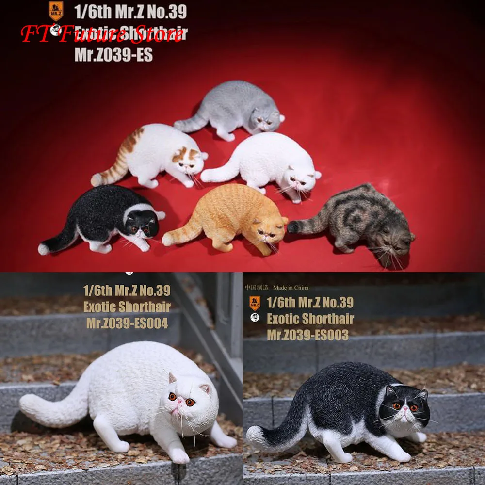 В наличии 1/6 рисунок сцены аксессуары экзотические короткие волосы домашнее