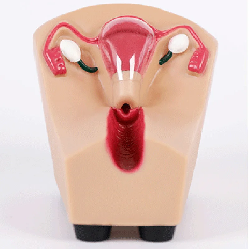 Шиньон женский ВМС внутриматочное контрацепции Учебная модель медицинские