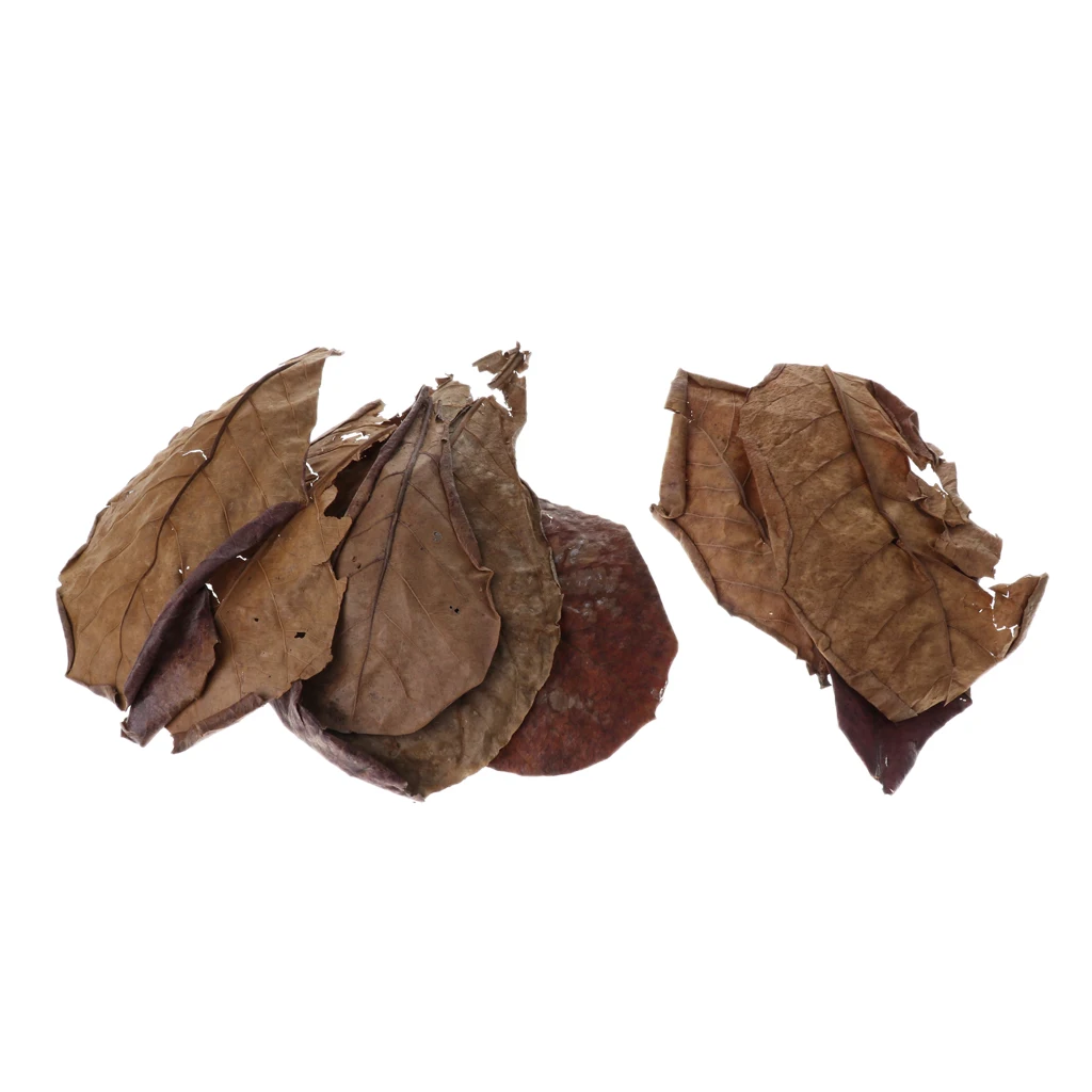 

10 pcs Indian Almond Catappa Leaves Lower pH for Aquarium Tank Use
