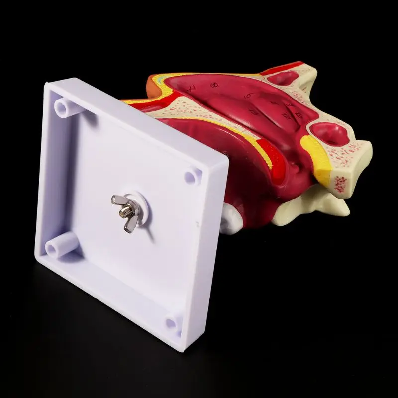 

Human Nasal Cavity Anatomy Model Medical Nose Cavity Structure For Science Classroom Study Display Teaching X6HB