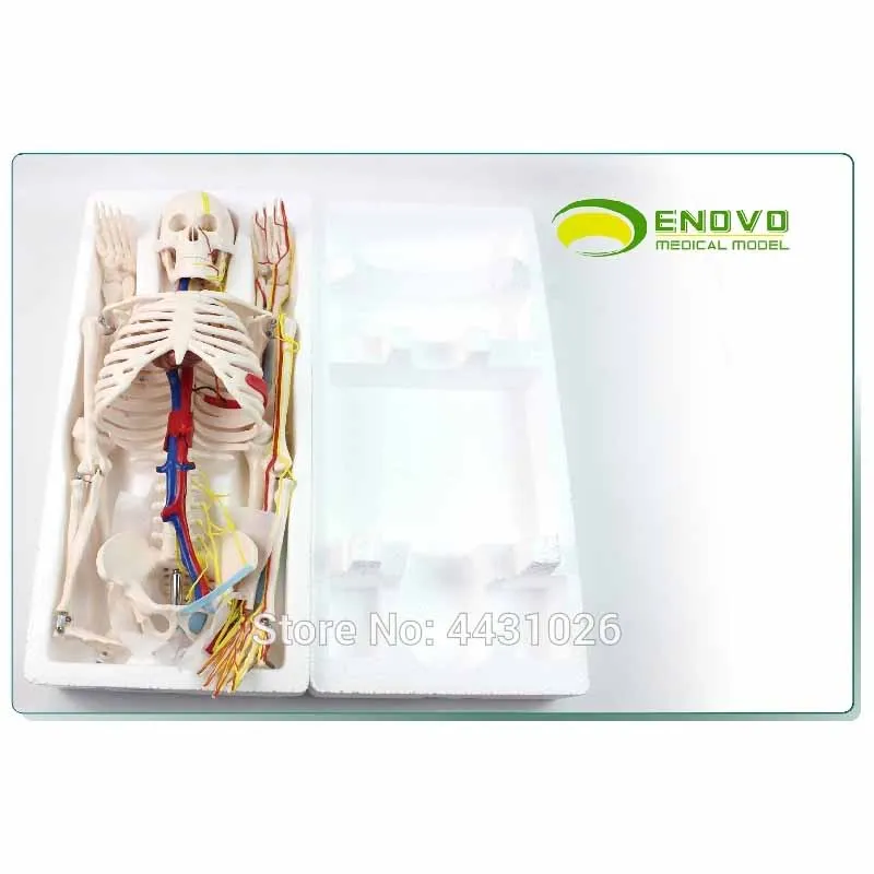 ENOVO медицинская модель скелета человека 85 см скелет сердца кровеносных сосудов