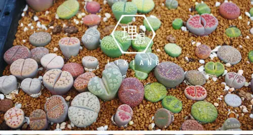 Lithops самодельные Украшения не семена живые камни искусственные экзотические