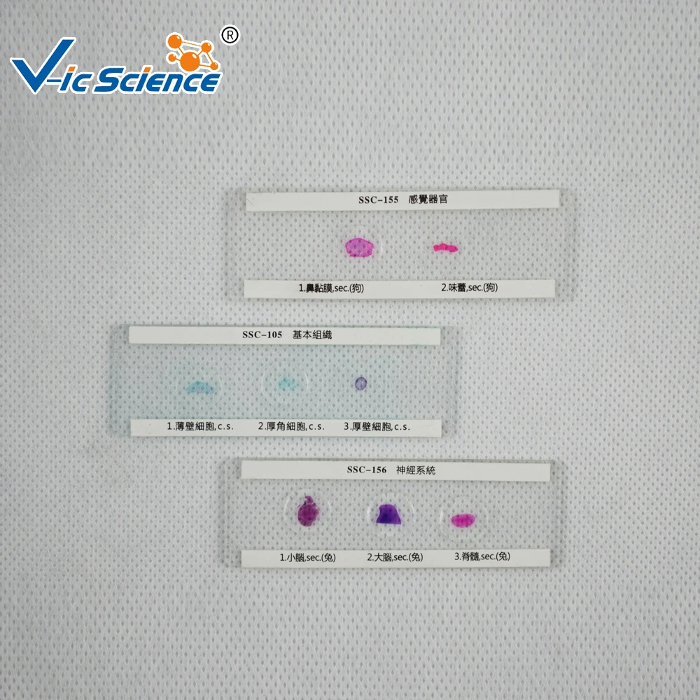 12 шт. набор слайдов для лука антера майоза|meiosis slide|set |