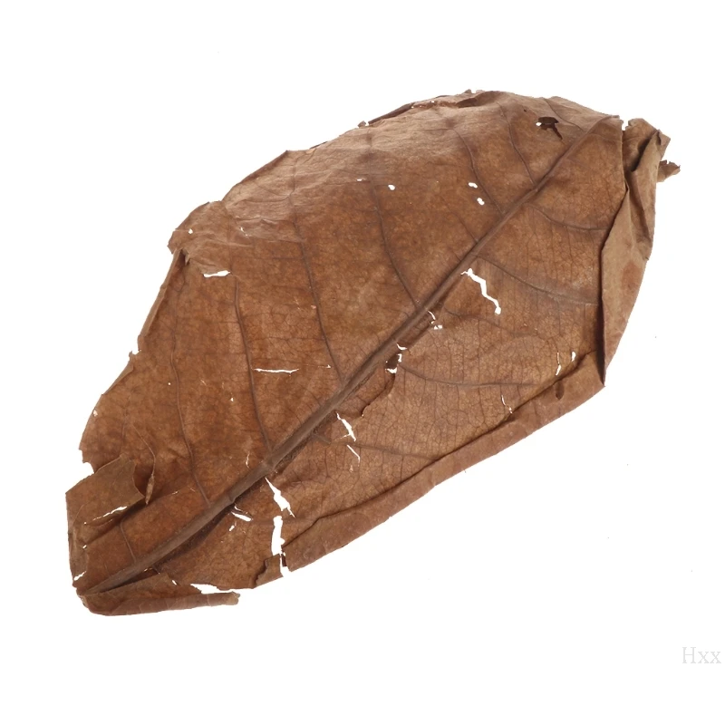 Новый 50 шт. натуральный катаппа листья миндаля листьев очистки рыб