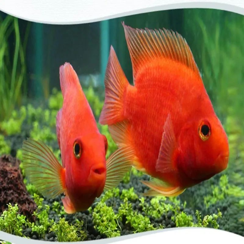 50 г Высокое качество корма класса astaxanthin для рыб корм для рыб корма натуральный астасантин 10% водоросли гематококкус плювиалис