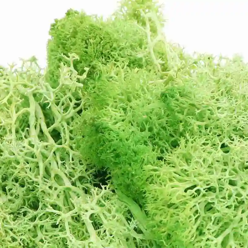 

20g Immortal Natural Moss Norwegian Reindeer Garden Flower Craft Plant Landscape Gr Dried Multi-Color Wedding Artificial Et N4X7