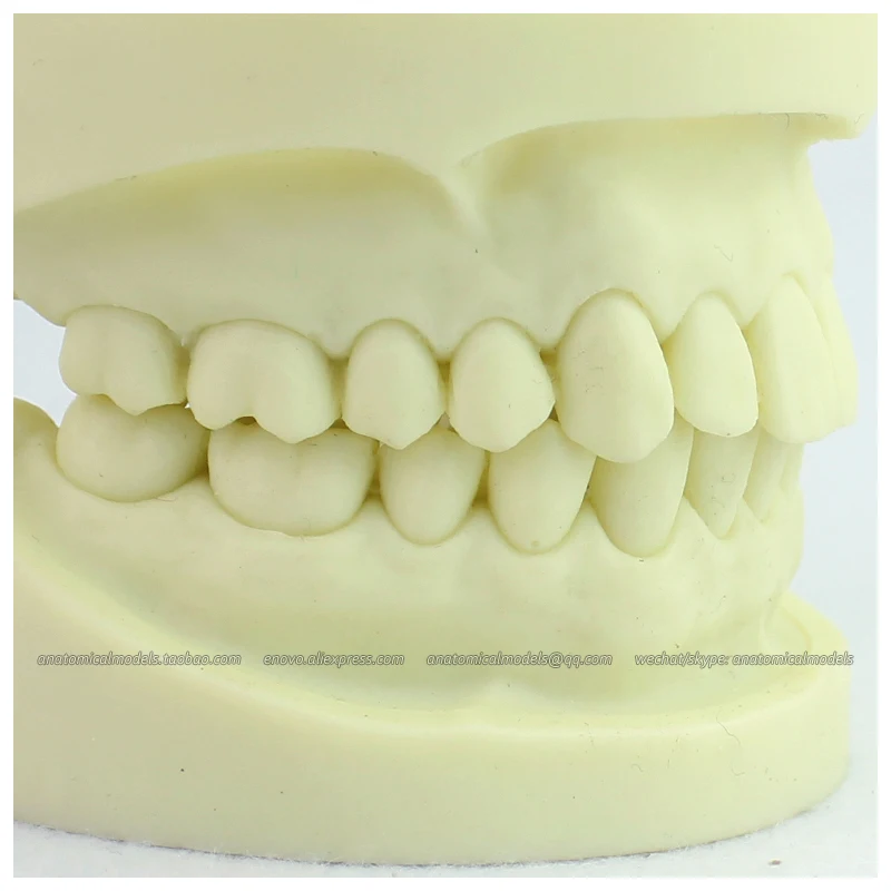 12564/стенд Стоматологическая модель 28 зубов стоматологический эновомодел/CMAM |