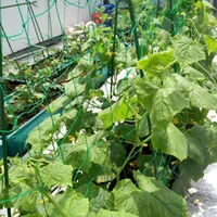 1pc 180360cm nylon morning glory flower vine climbing net garden netting cucumber plants landing net grow supports
