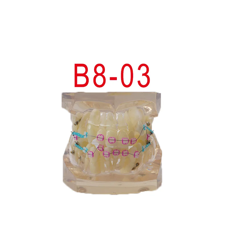 

28pcs teeth Dental educational model Orthodontic Model with whole teeth visible for Dental education transparent