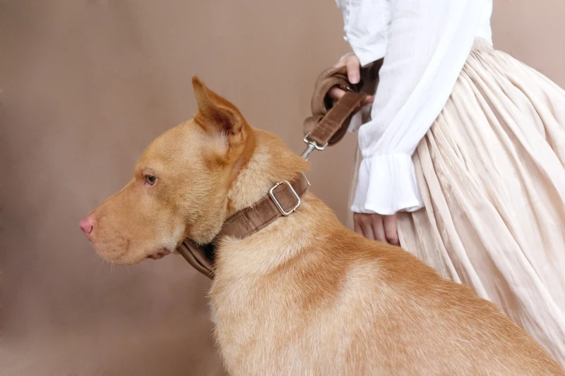 Ошейник и поводок для собак ручной работы 5 размеров | Дом сад