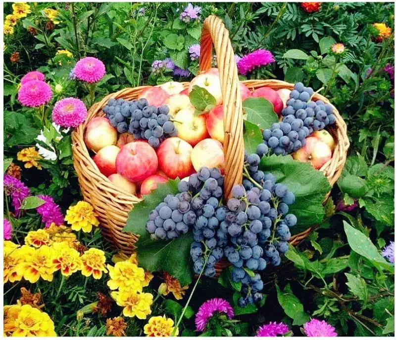 Алмазная живопись с цветами вышивка Яблоко виноград Стразы наклейки на пасту