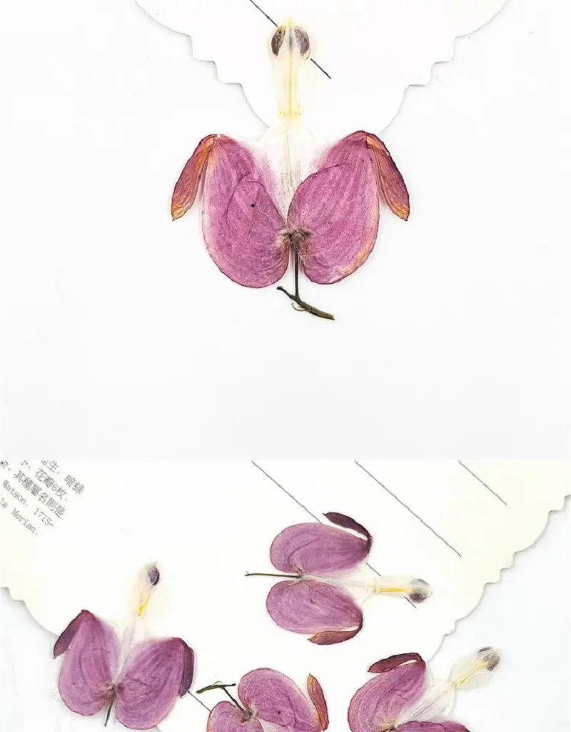 100 шт. прессованный высушенный Calceolaria Фиолетовый цветок лист гербарий из растений