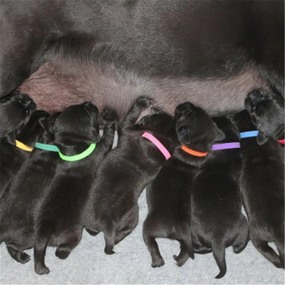 Ошейник для новорожденных щенков ремешок на липучке котят кроликов маленьких