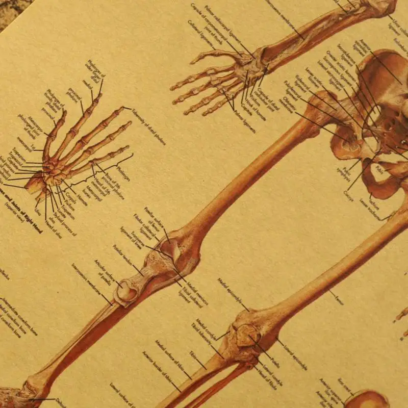 Настенный постер из крафт-бумаги с изображением человеческого тела товары для