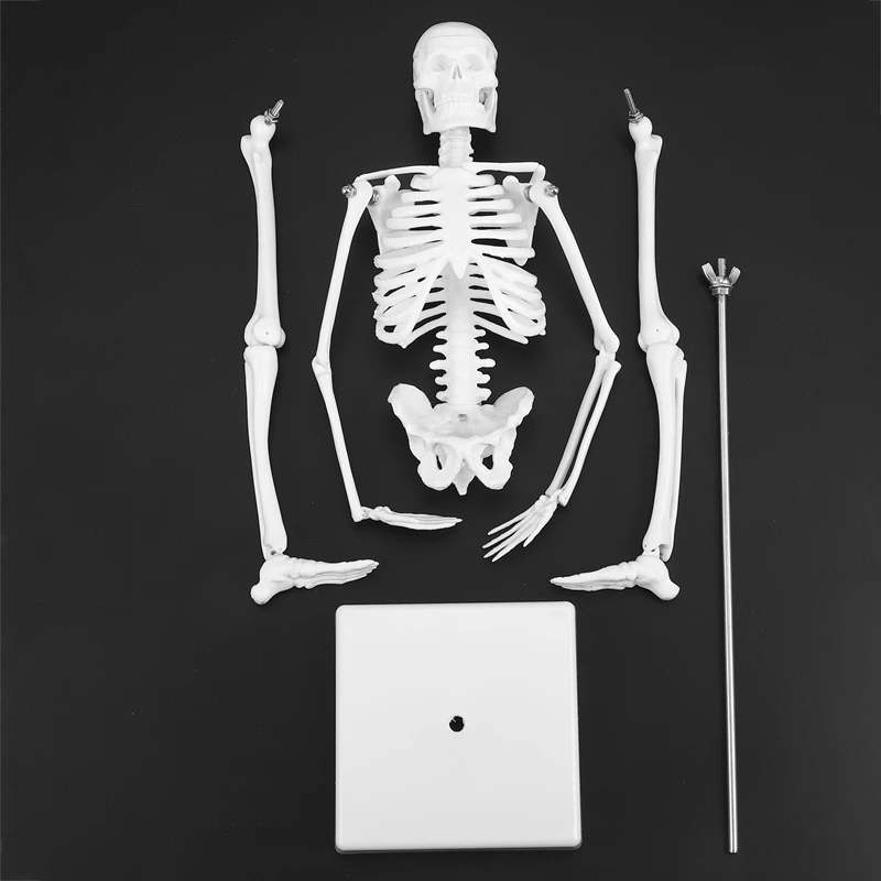 

45cm Human Anatomical Anatomy Skeleton Model Learn Aid Anatomy Human Skeletal Model