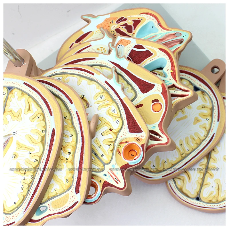 12398/горизонтальной резки модель анатомирования для головы и CTMRI мозга мозг