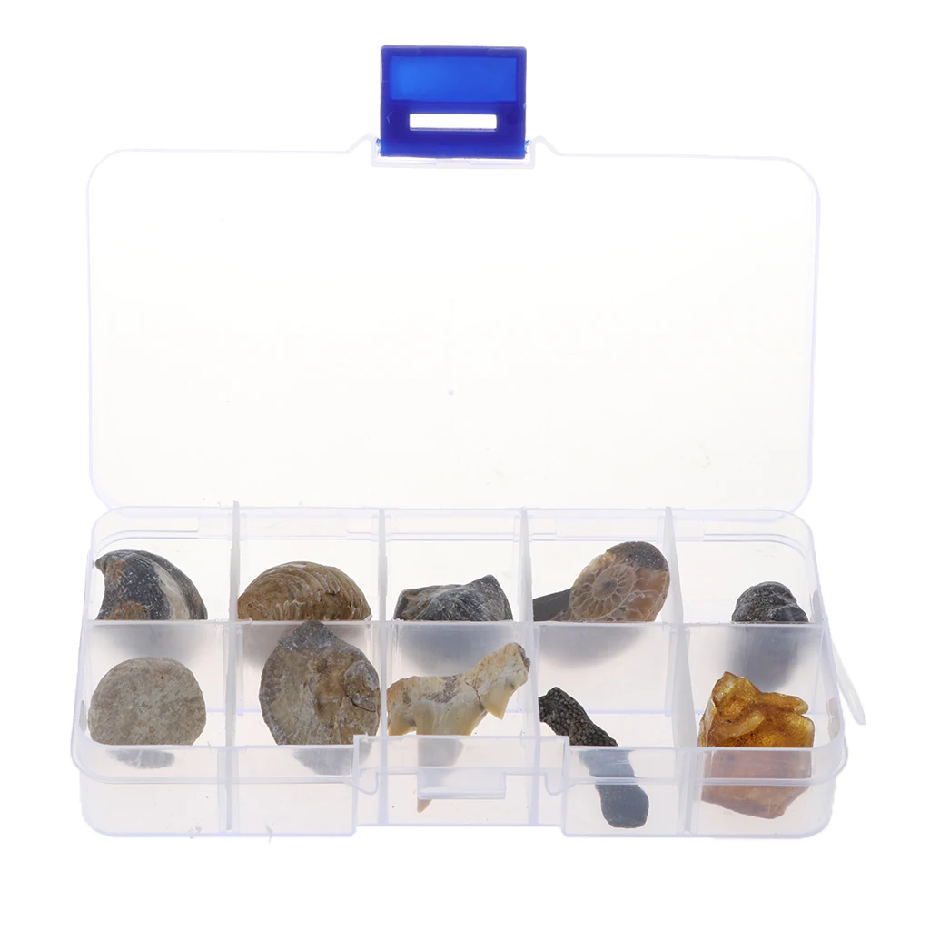 

10Pcs Ancient Fossils Identification Kit, Natural Fossils Specimens Collection