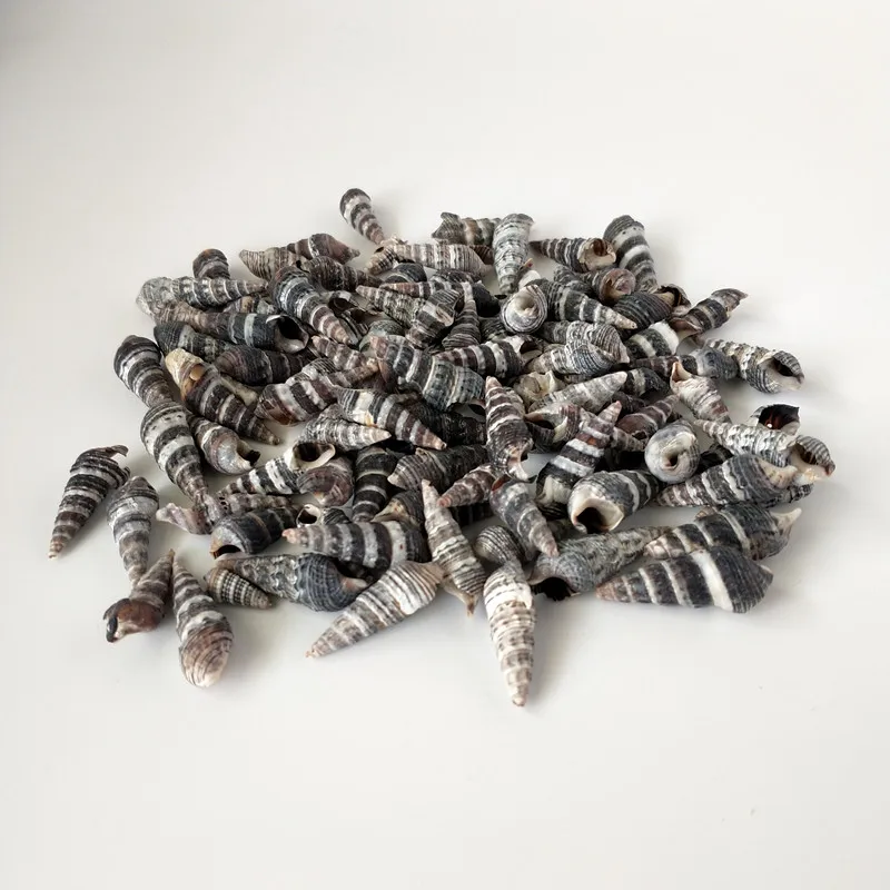 100 шт. натуральные раковины черные спиральные для зачистки в аквариуме