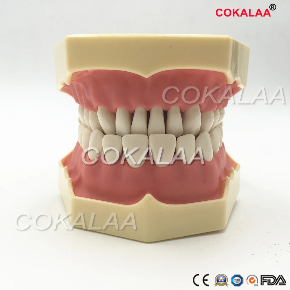 

SF Type Dental Study Model Screw Fixed Teeth Model Soft Gum and DP Articulator for Dental Teaching