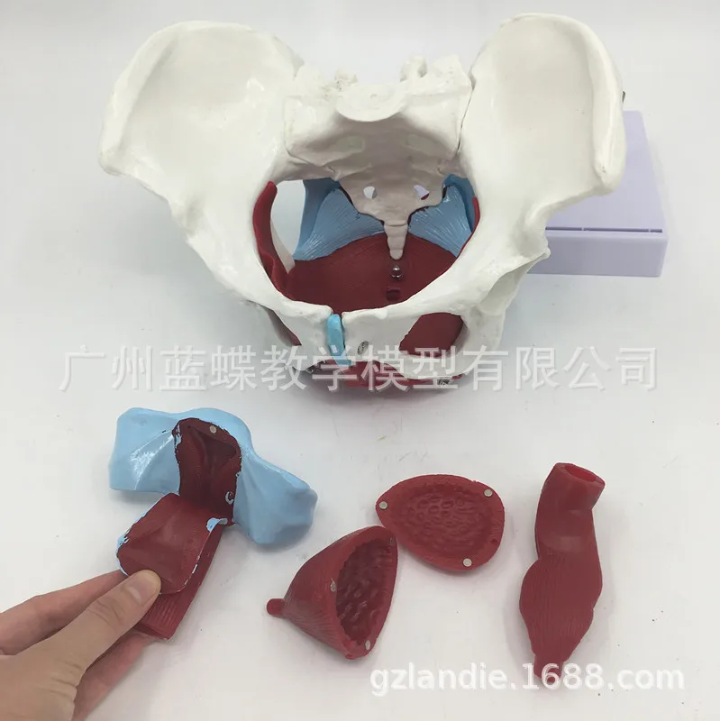 Анатомическая Тазовая камера с мышцами пола обучающая модель человека