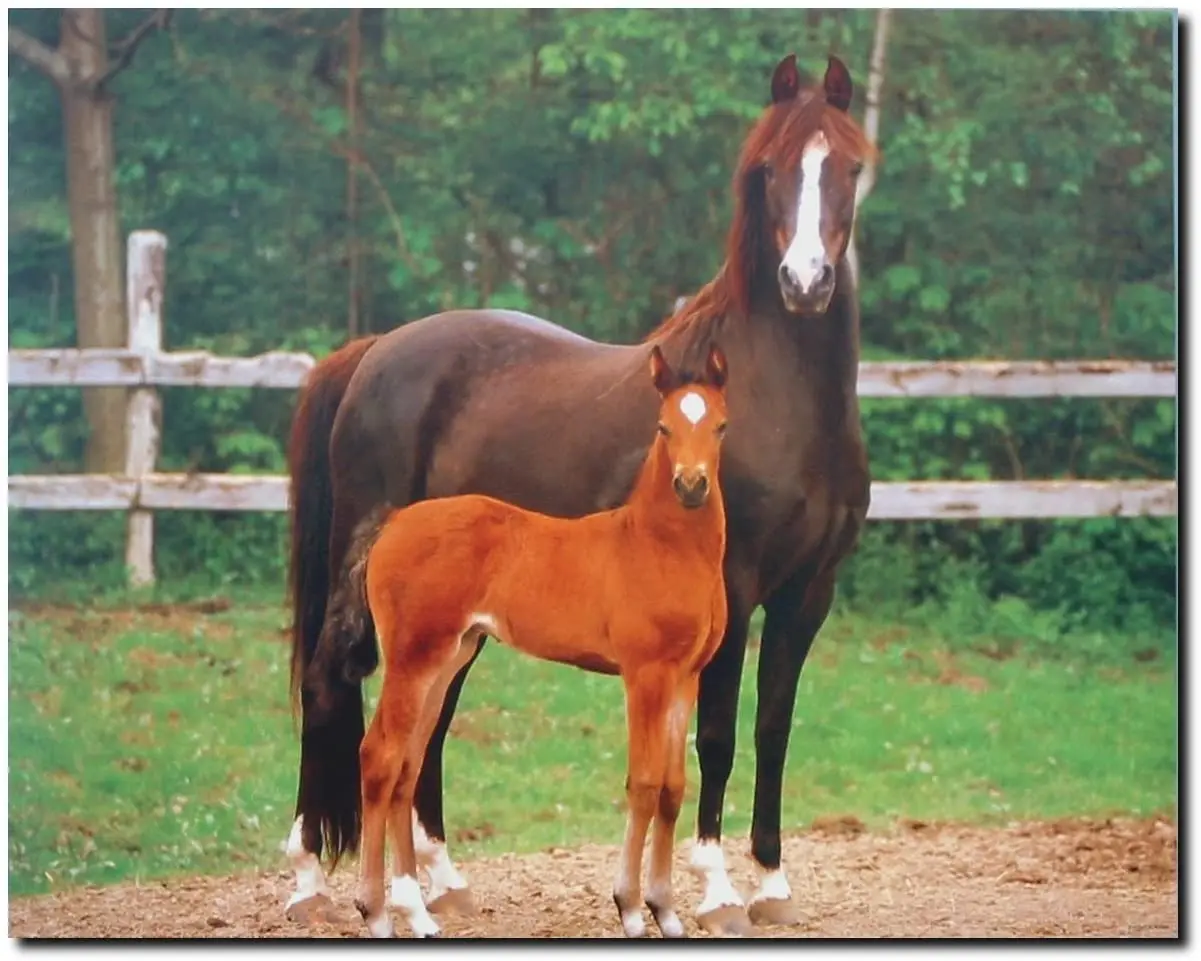 

Wild Animal Wall Decor Brown Arabian Mare and Foal Horse Art Print Poster