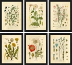 Винтажные растительные принты, принты диких цветов, Картина на холсте, постеры, иллюстрации французских растений, настенные художественные принты, фотобумага