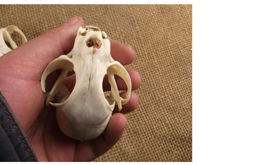 Aqumotic Cat Bones декор 1 шт. животное кошка череп настоящая кость здоровье зубы стоматологические естественные высушенные хороший декорация дом с привидениями