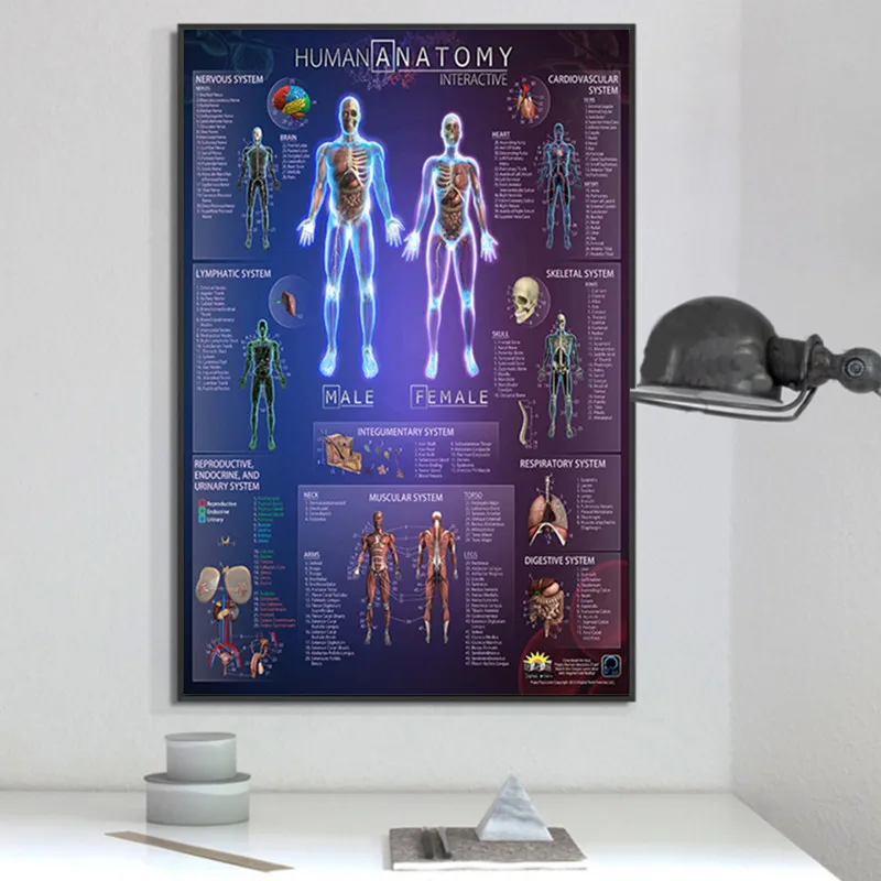 

Body Map Nordic Poster Human Anatomy Muscular System Medical Wall Pictures For Living Room Wall Art Canvas Painting Unframed