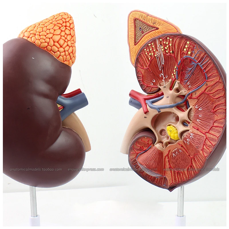 12430/медицинская анатомическая модель человеческих почек на подставке размер в