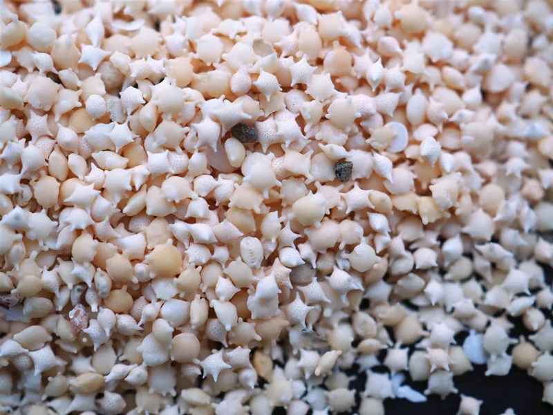 1 коробка с разным весом Пляжная натуральная морская звезда песок для