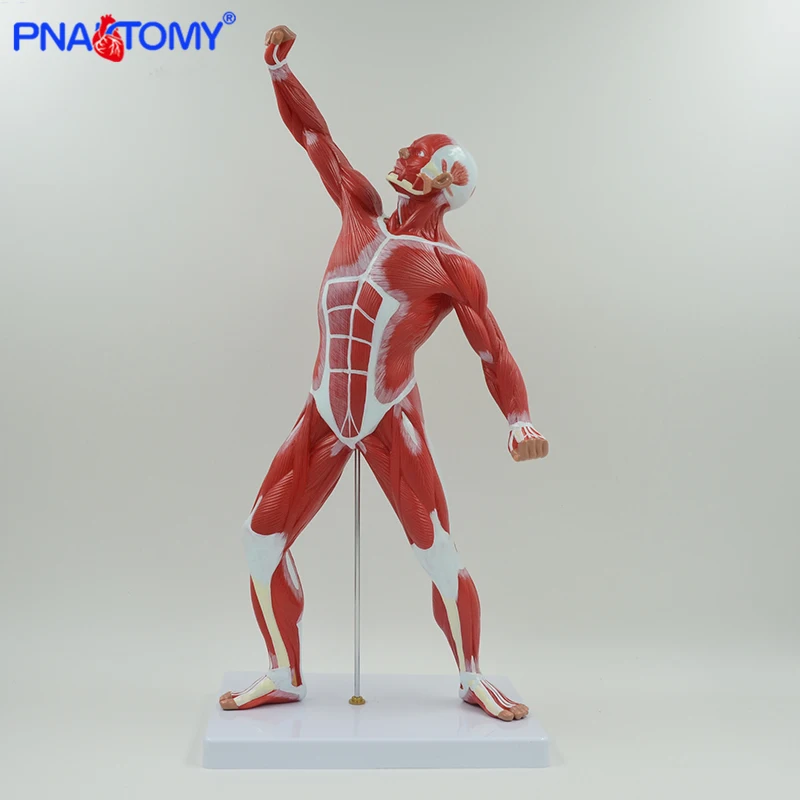 Muscular Figure Model Human Muscle Anatomy Model Artistic Sketches Tool Gym Decoration Colored with Base Human Anatomy Model