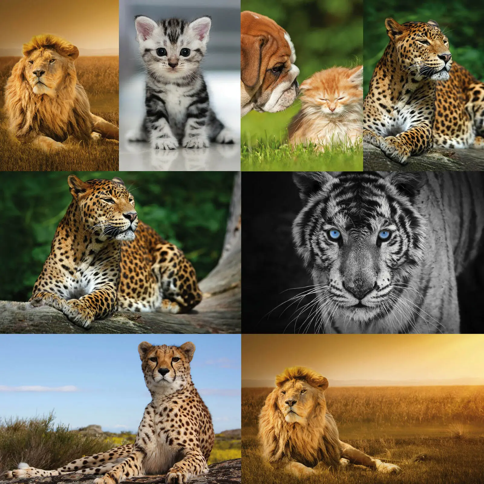 21 стиль на выбор кошка дикая Лев тигр леопард животные картина искусство