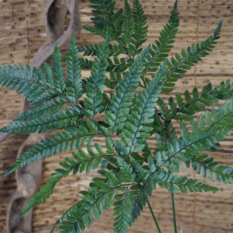 

10Pcs Natural Preserved Fern Leaves High Quality FLower Bouquet For Photograph Home Desktop Office Garden Wedding Decoration