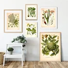 Винтажные постеры и принты лекарственных растений, ботаника, образовательные настенные картины, ботаническая живопись, Кухонное украшение