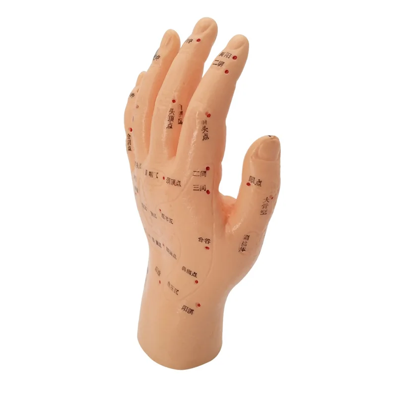 

Human Acupuncture Palm Model Hand Medical Model Meridian Acupoint Model 15CM Length Traditional Chinese Medical Teaching Models